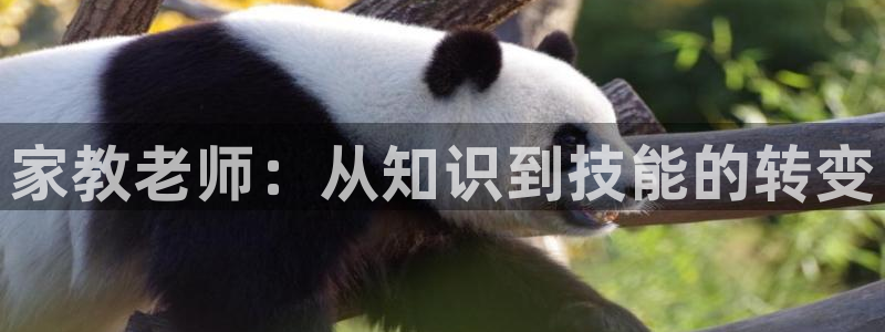 人鱼的旋律国语风车动漫：家教老师：从知识到技能的转变